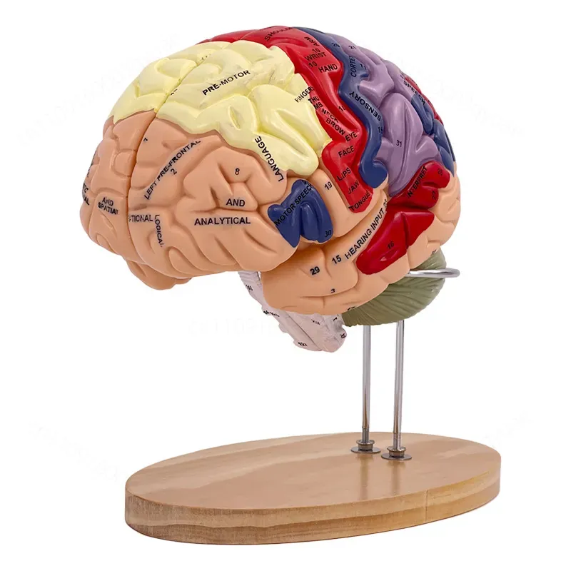 Medical Laboratory Science - 2X Zoom Deluxe Brain Model Anatomy