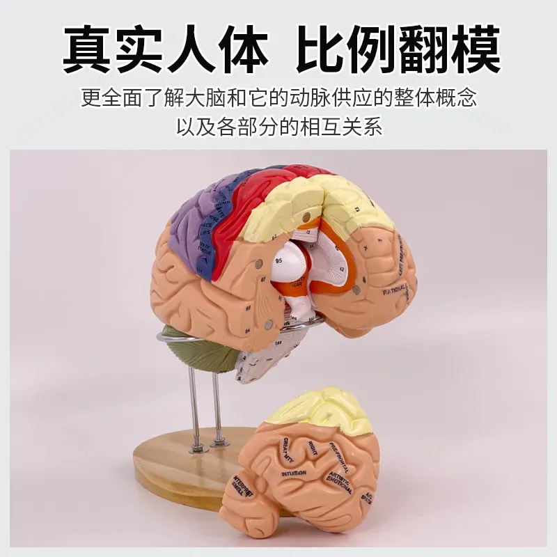 2X Zoom Deluxe Brain Model Ana - Medical Laboratory Science 评论和价格