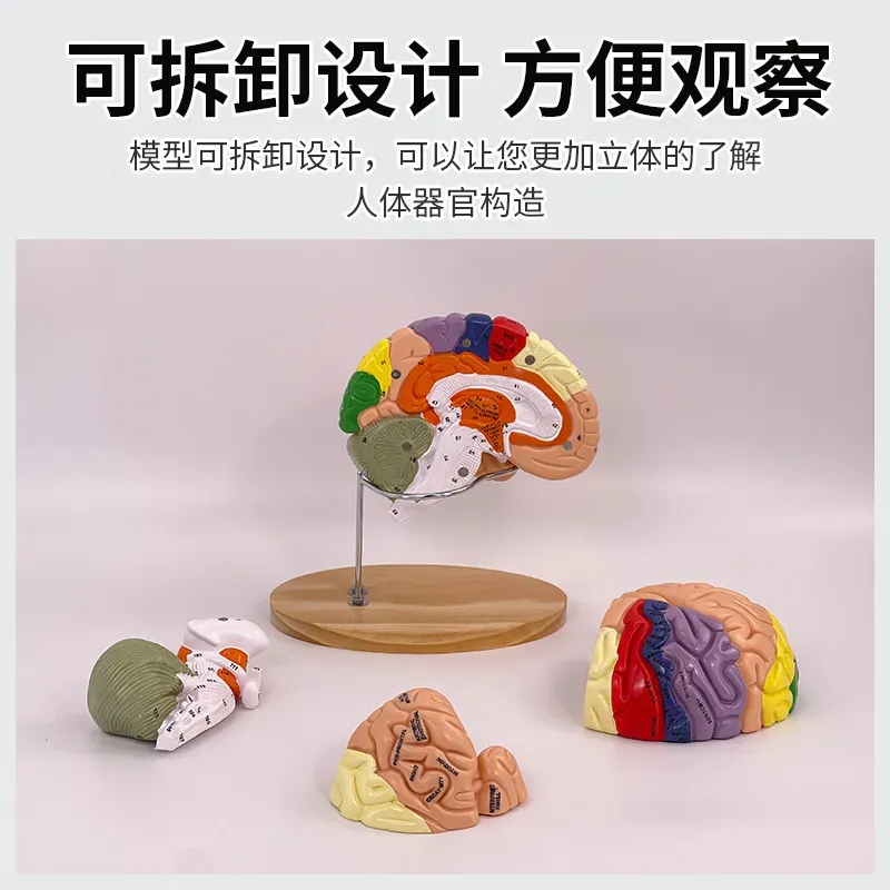 2X Zoom Deluxe Brain Model Ana - Medical Laboratory Science 评论和价格