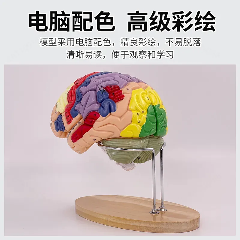 2X Zoom Deluxe Brain Model Ana - Medical Laboratory Science 评论和价格